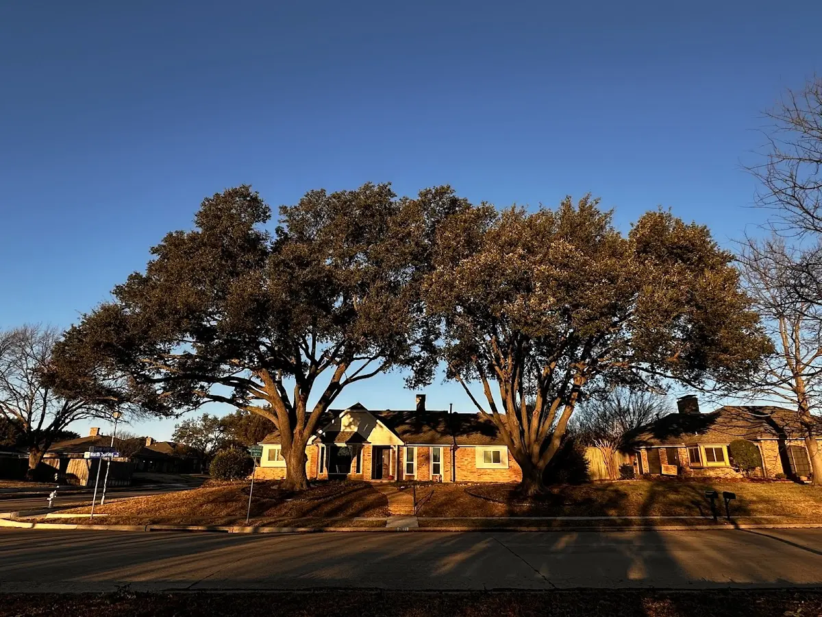 Established residential canopy tree shading a home in Rufus