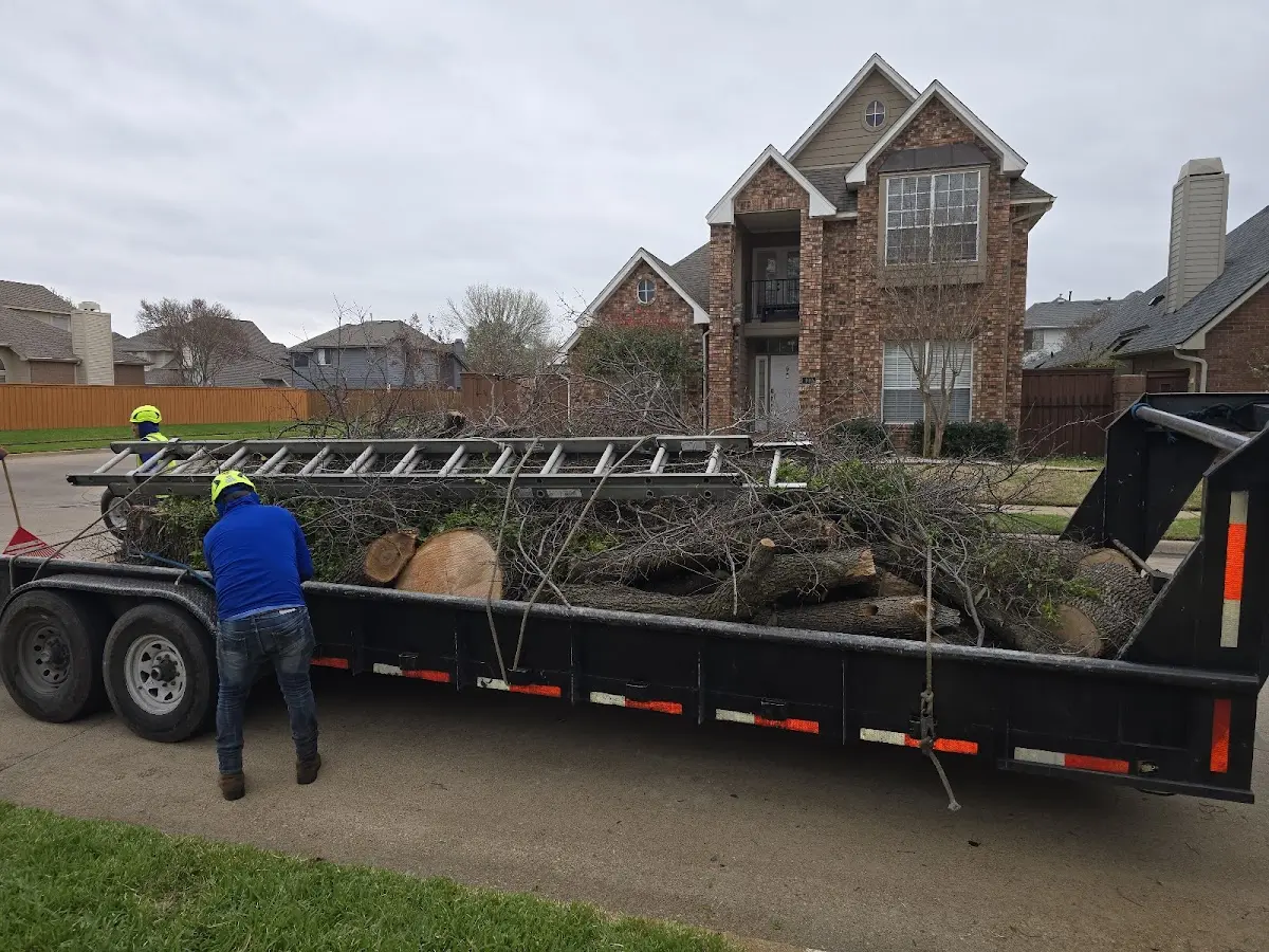 Expert Tree Pest Control with proper safety equipment in Rufus